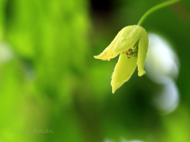 Clematis tosaensis