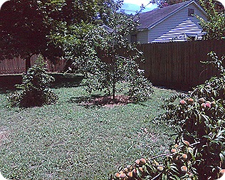 Photo06131326_1