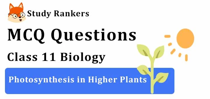 MCQ Questions for Class 11 Biology: Ch 13 Photosynthesis in Higher Plants