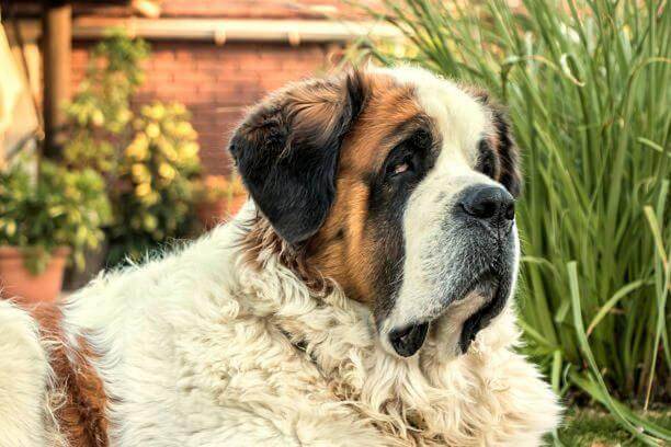 La perte de poil chez le chien Saint-Bernard