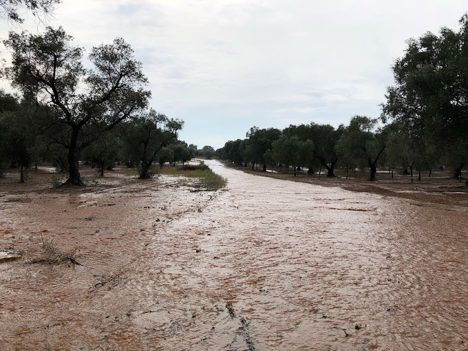 Maltempo, Coldiretti: pioggia salva la raccolta da siccità