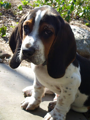 Basset Hound Puppy Pictures