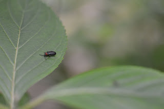 辰ノ口親水公園紫陽花園2020