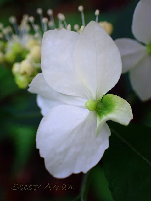 Hydrangea serrata