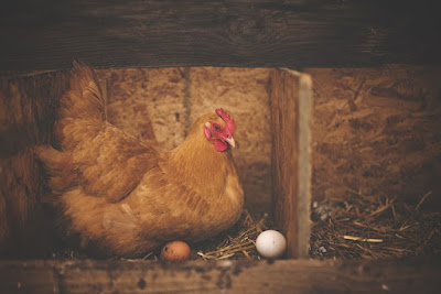 Obat ayam yang makan telurnya sendiri