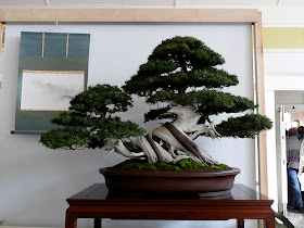 Bonsai - Here another perfect example of deadwood combined with the tree itself.
