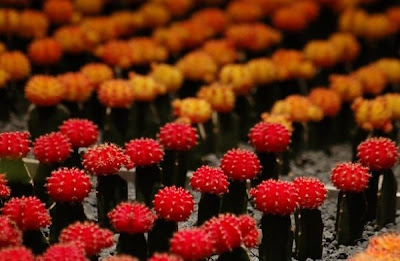 A field of cacti or cactus soldiers