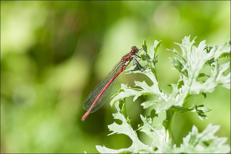 Red Damselfly