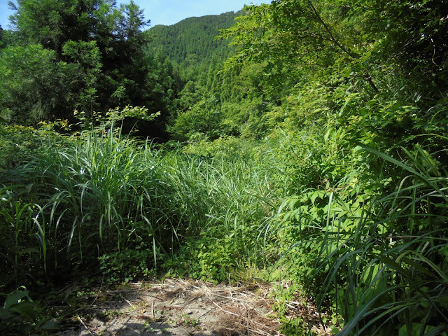 残念、これ以上無理、折り返します（道間違えてますから）