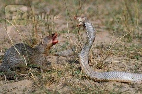 Indian Grey Mongoose