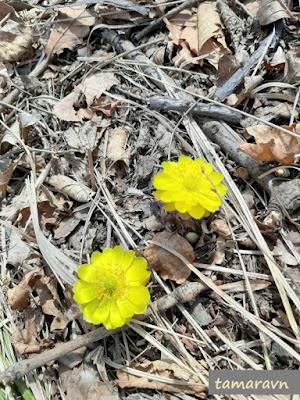 Adonis amurensis