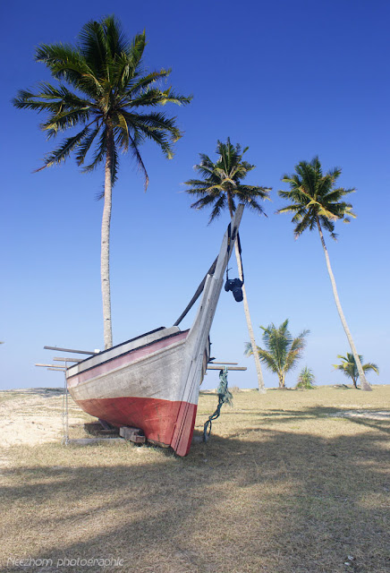 boat and coconut trees picture