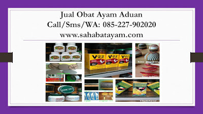 Obat Ayam Jago Habis Tarung, Obat Ayam Jago Kaki Bengkak, Obat Ayam Jago Kena Korep, Obat Ayam Jago Korep, Obat Ayam Jago Kurang Nafsu Makan