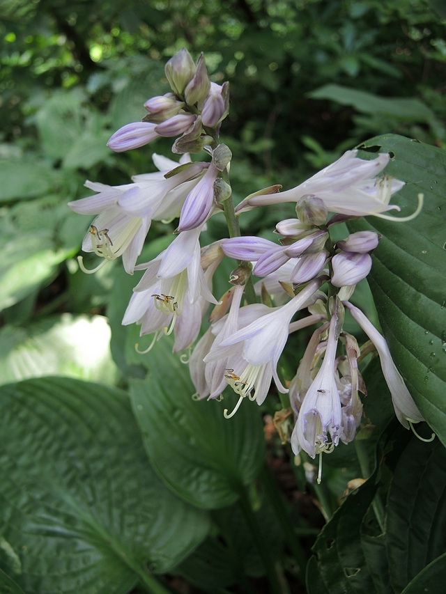 Zomer in het arboretum van Kalmthout