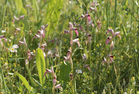 Greater Tongue Orchid - Tiptree, Essex