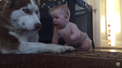 Bebé se acerca sigilosamente a un Husky: la reacción del perro se volvió viral rápidamente