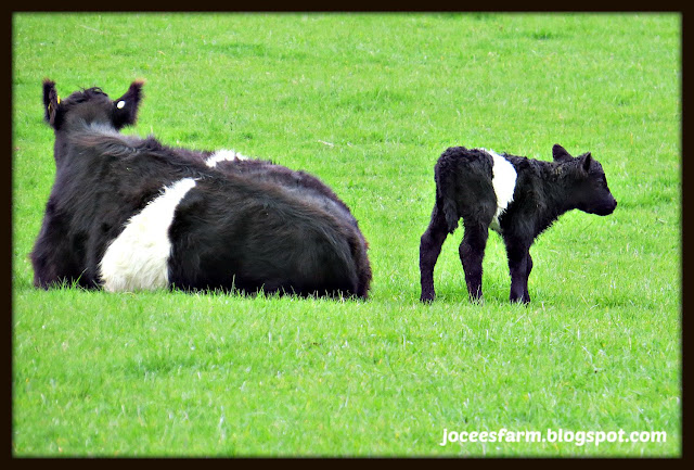 Calf time @ Jocees Farm