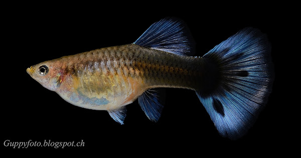 Moscow Blue/Halfblack white gold female Guppy