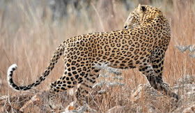 The spotted leopard look, Tadoba Tiger Reserve, India