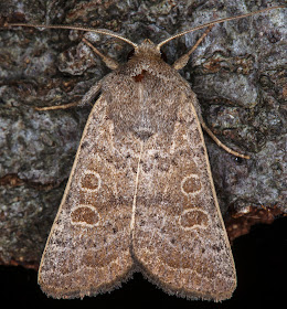 Vine's Rustic, Hoplodrina ambigua.  Hayes, 13 September 2014.