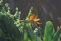 flor ave do paraiso