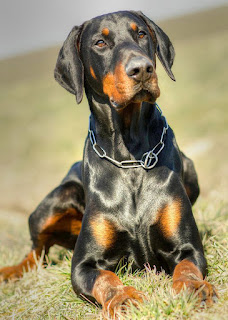 dobermann, doberman pinscher breeds, dobermannreview, dobermann review,animals, dog breed, dobermann breeds, dog, fighting dog, home dog, body guard dog.