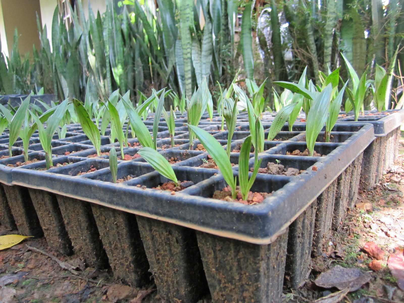 Oil Palm Smallholder Secret of Success: Five weeks Old Oil ...