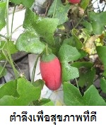 สรรพคุณของตำลึง