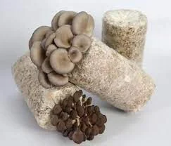 Mushroom Spawn Supplier In Telangana