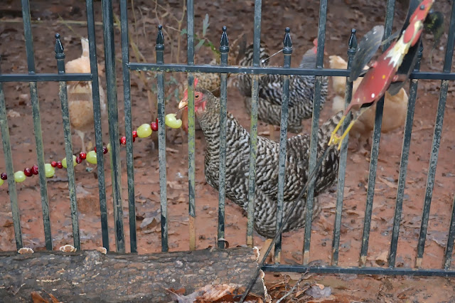 backyard chickens, chicken treats, http://growingdays.blogspot.com