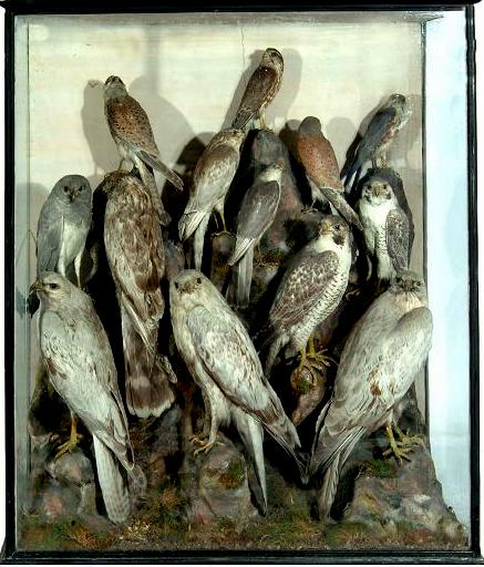 Taxidermy Birds Of Prey