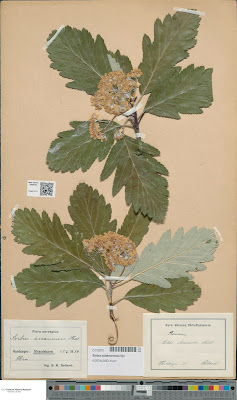 Хедлундия арранская / Рябина арранская (Hedlundia arranensis, =Sorbus arranensis)