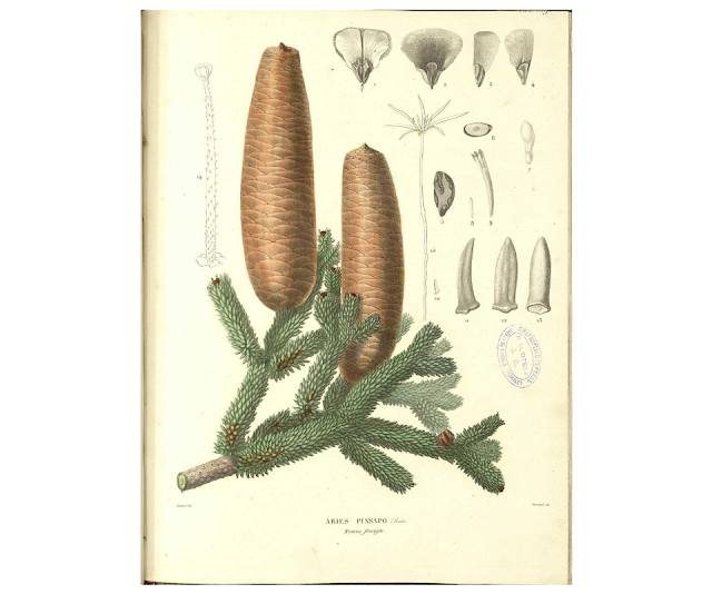 Lámina correspondiente al Abies pinsapo Boiss. Fuente: Edmond Boissier, "Voyage botanique dans le midi de l'Espagne pendant l'année 1837".