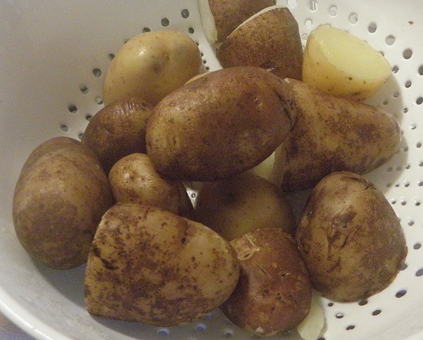 Boiled potatoes in colander