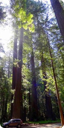 car and redwoods