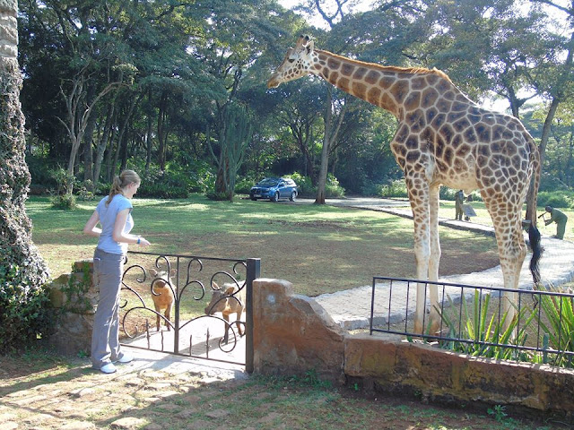 rothschild giraffe warthog Giraffe Manor Nairobi Kenya