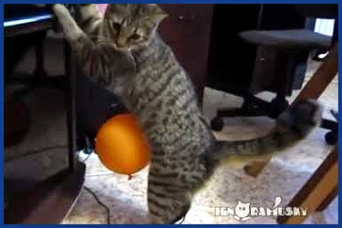 Katze spielt mit Ballon