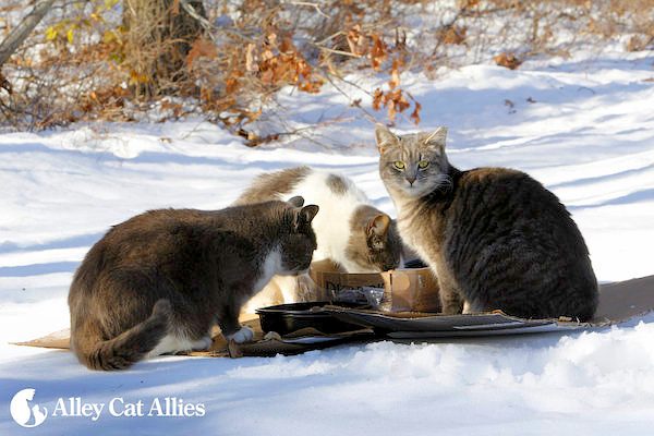 feral cats winter care