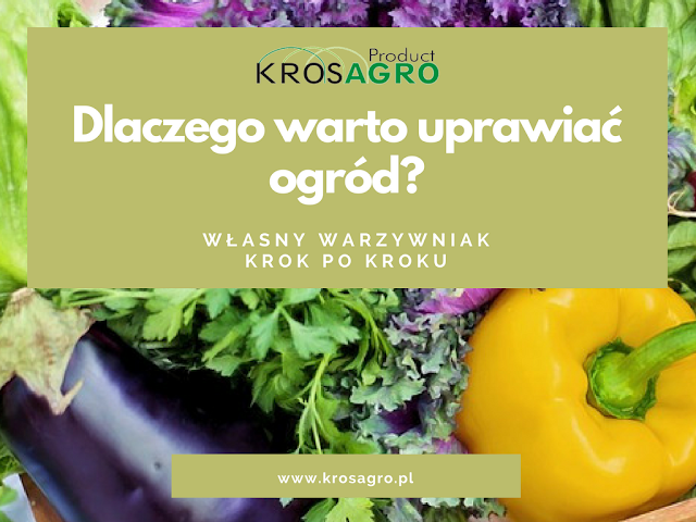 własny warzywnia w tunelu foliowym to pomimo kilku trudności znacznie więcej zalet. Zdrowe i ekologiczne warzywa są na wyciągnięcie ręki, a sama uprawa nie jest skomplikowana.