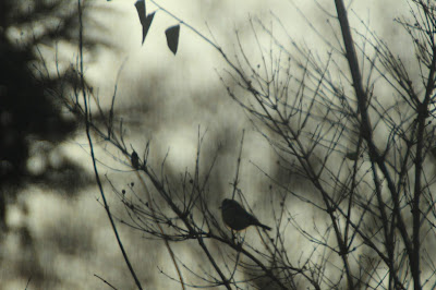 Dawn Chorus in January. Wildlife Garden Blog.