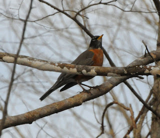 American Robin at Audubon's Francis Beidler Forest by Mark Musselman