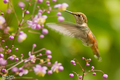 gambar burung