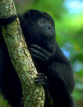 black howler monkey alouatta pigra holding tree trunk bark green rainforest photo