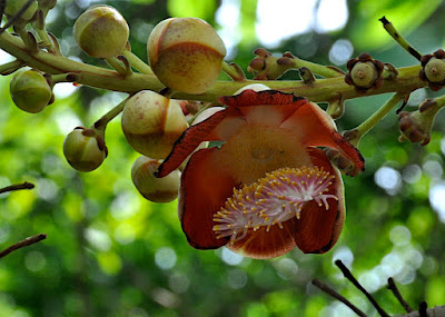 Cannonball tree buds and flower