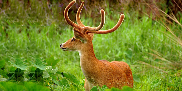 nanda devi national park animal