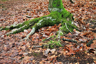 Pied de hêtre, Fontainebleau