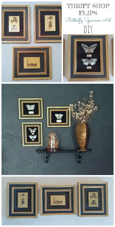 Butterfly Specimen Art - Thrift Shop Flip