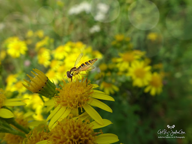 Newfoundland Insects