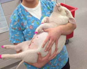 Funny animals of the week - 28 February 2014 (40 pics), a pig being held by human after surgery