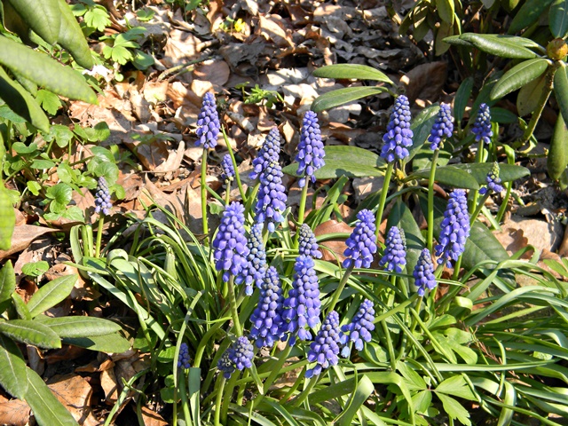 Małe, niepozorne niebieskie kwiatki w wojsławickim arboretum. 